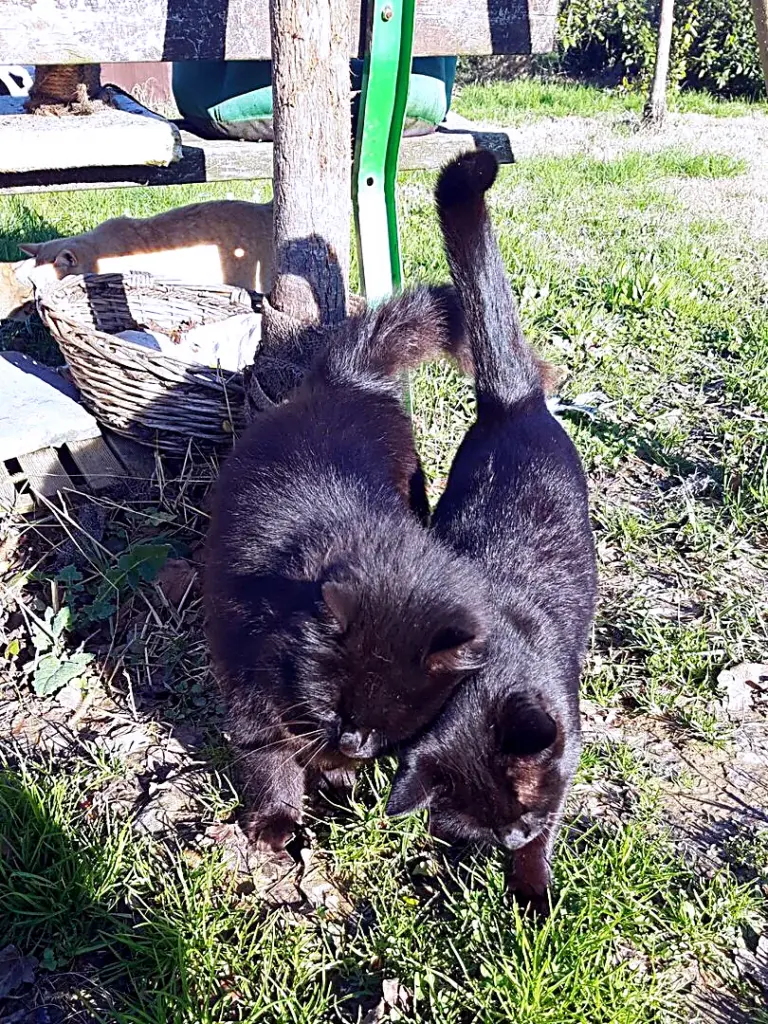 Gatto nero che annusa l'erba nel giardino del gattile