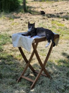 Foto dell’evento «Festa di Primavera», n. 5