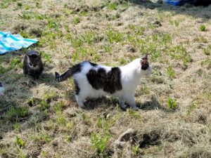 Foto dell’evento «Festa di Primavera», n. 10