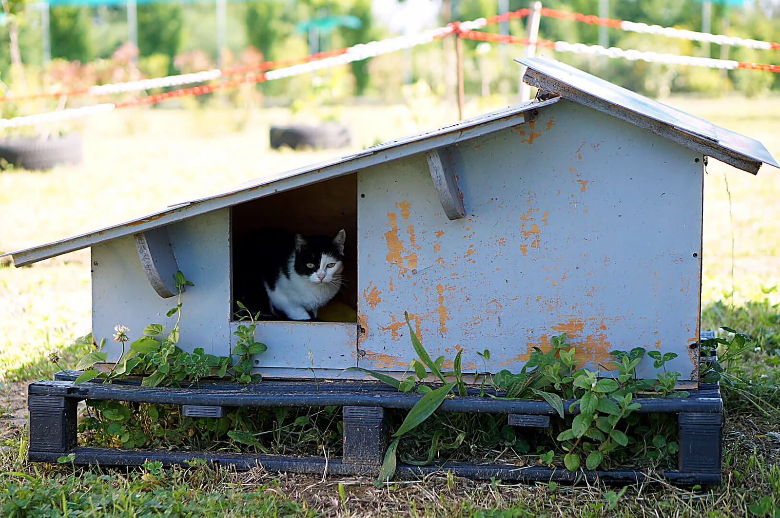 Casetta di legno azzurra per i gatti sul prato del gattile, con un micio affacciato alla porta
