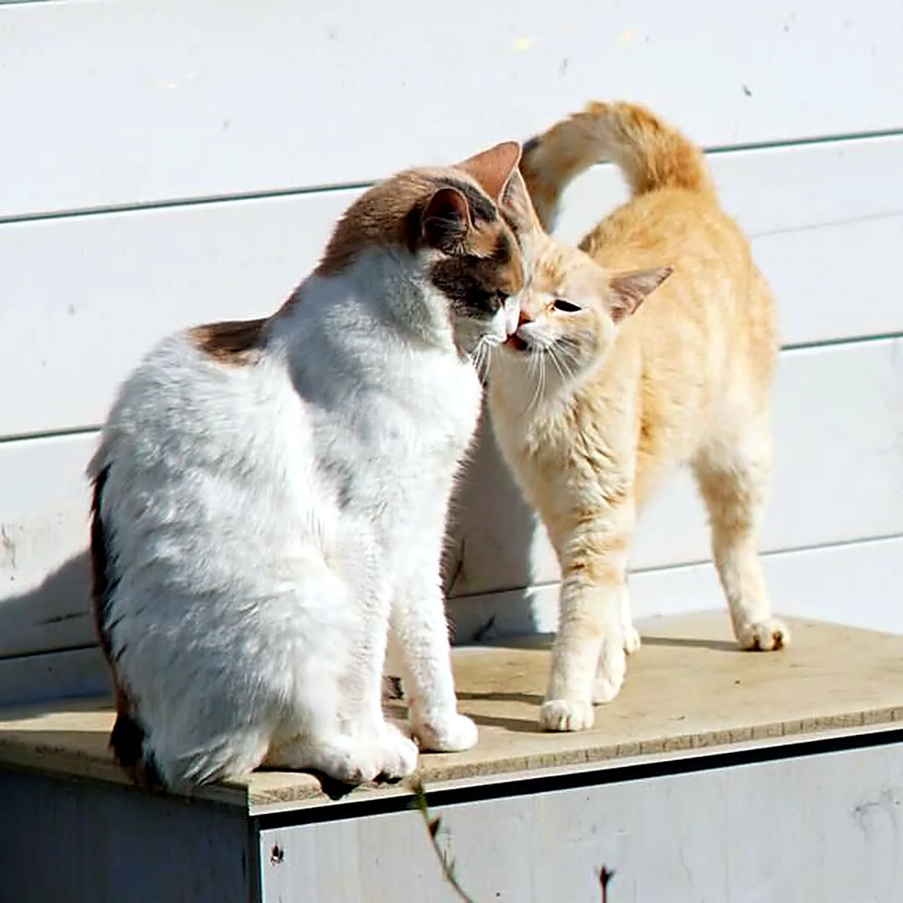 Due gatti, uno bianco e uno rossiccio, che si strusciano il muso sopra una cassetta di legno