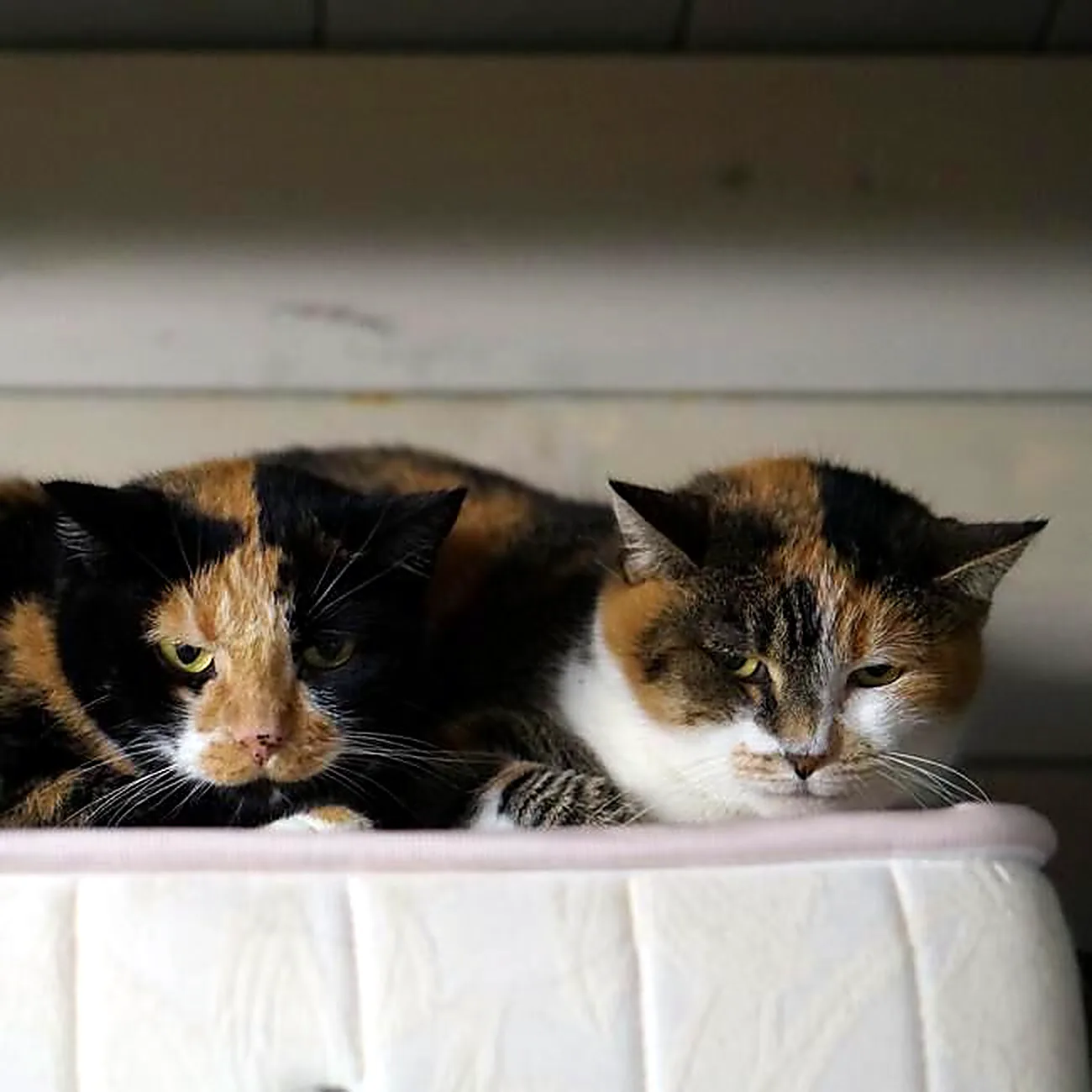 Due gatte tricolori che riposano vicine nella stessa cuccia