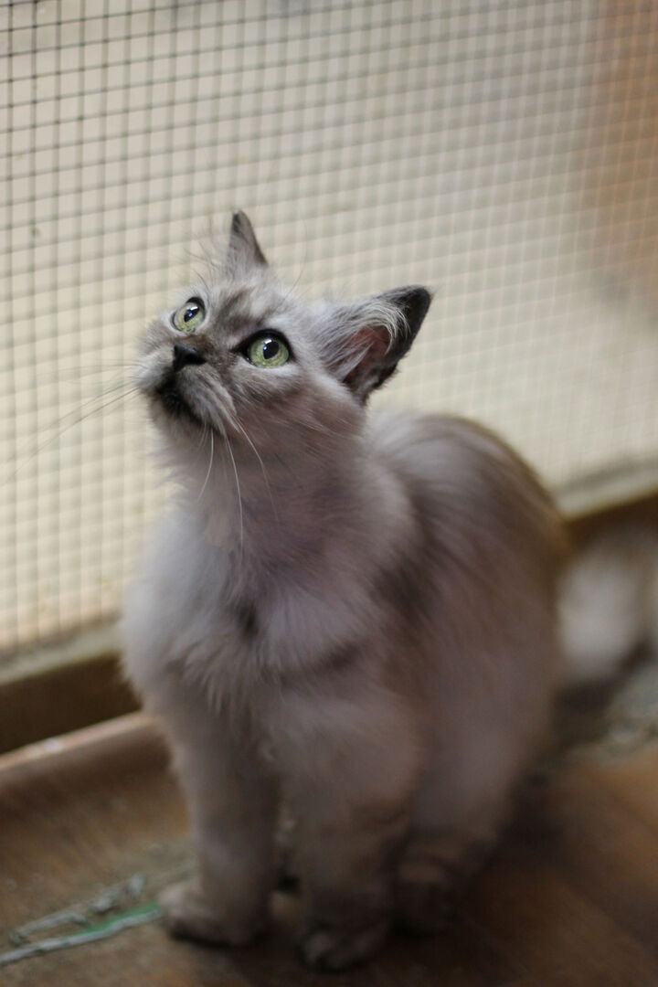 Uno dei gatti ospiti del gattile, foto n. 3