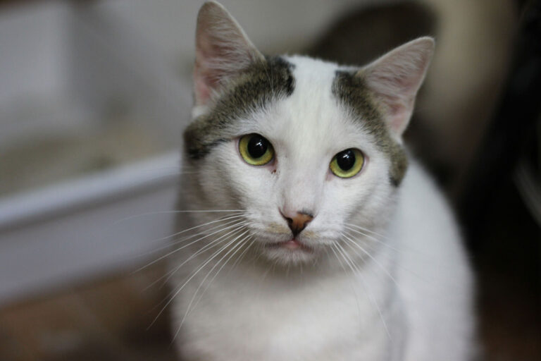 Uno dei gatti ospiti del gattile, foto n. 4