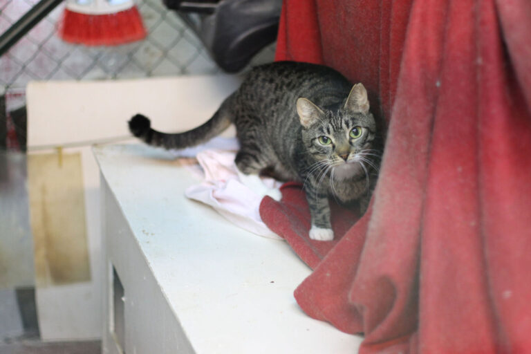 Uno dei gatti ospiti del gattile, foto n. 6