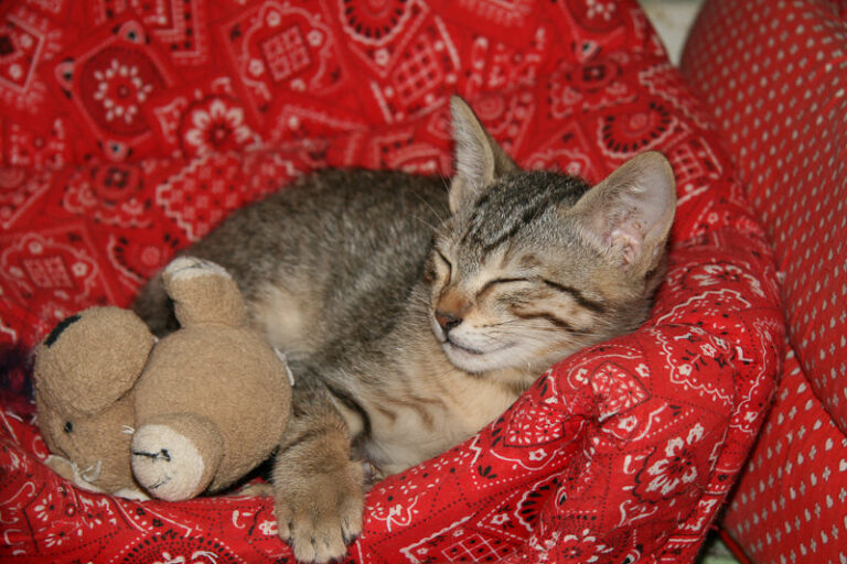 Uno dei gatti ospiti del gattile, foto n. 12