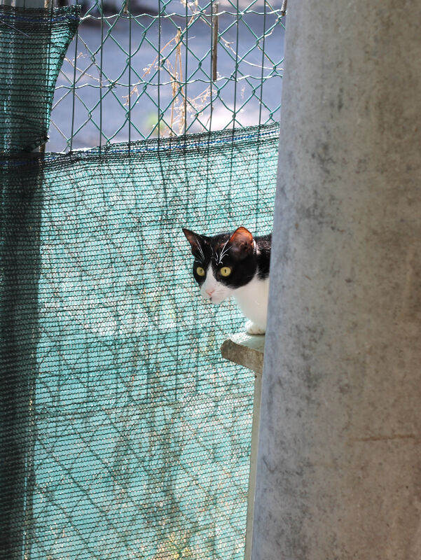 Uno dei gatti ospiti del gattile, foto n. 13