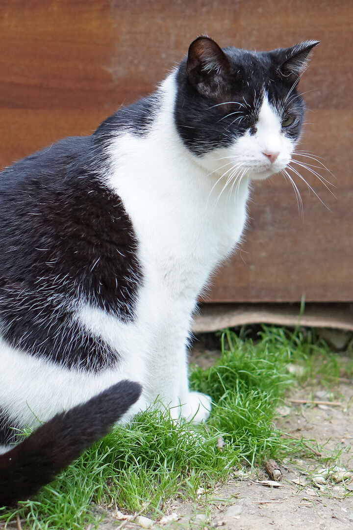 Uno dei gatti ospiti del gattile, foto n. 14