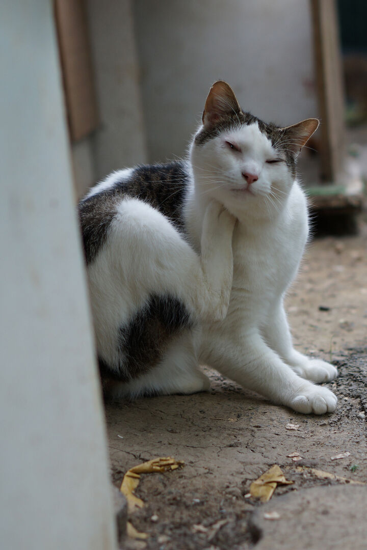 Uno dei gatti ospiti del gattile, foto n. 20