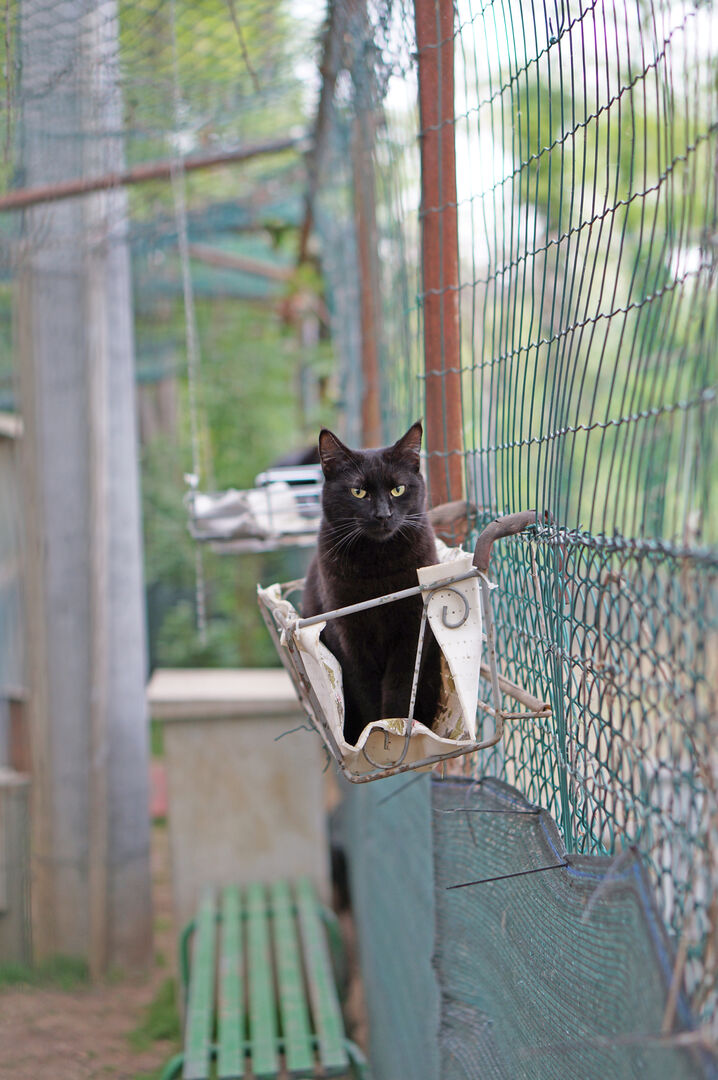 Uno dei gatti ospiti del gattile, foto n. 22