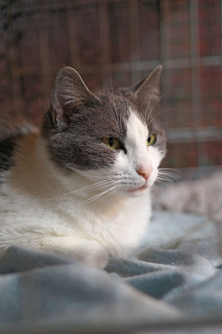 Uno dei gatti ospiti del gattile, foto n. 23