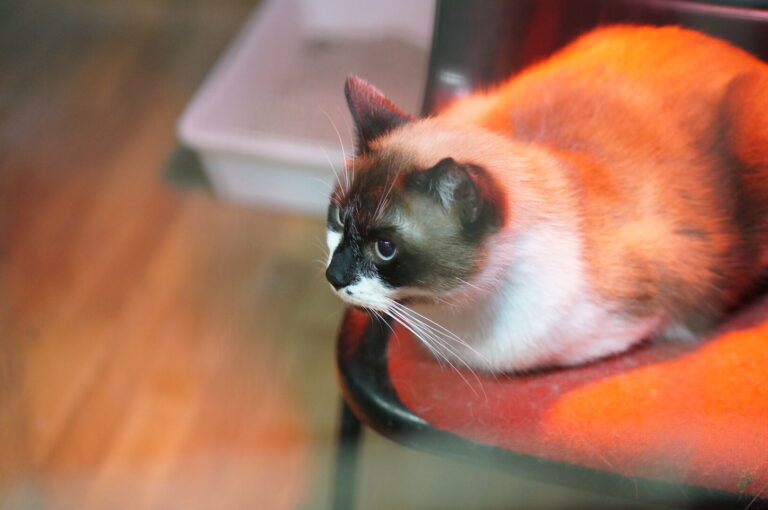 Uno dei gatti ospiti del gattile, foto n. 25