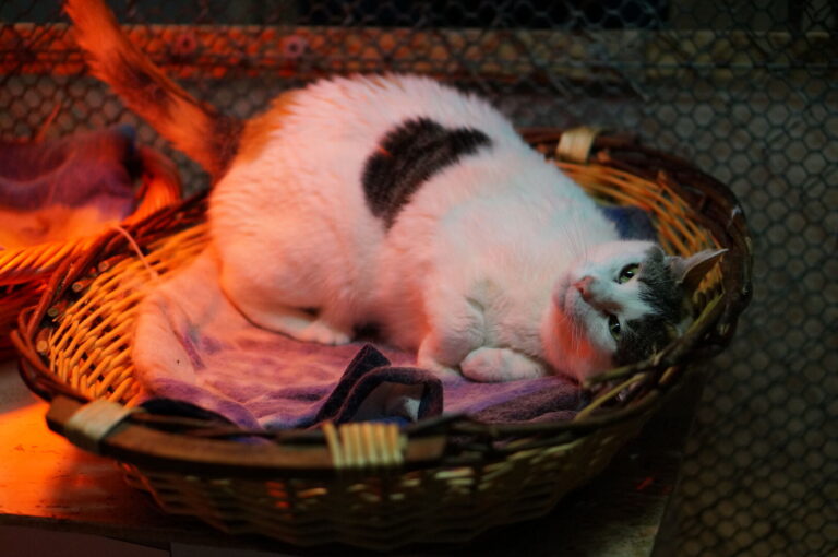 Uno dei gatti ospiti del gattile, foto n. 30