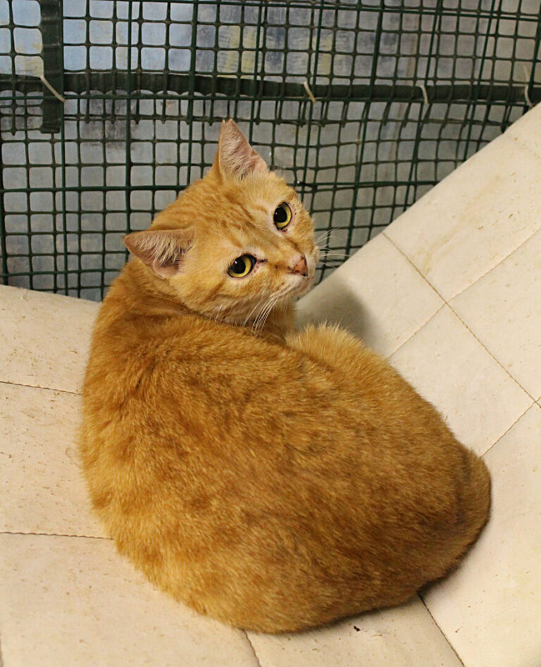 Uno dei gatti ospiti del gattile, foto n. 31