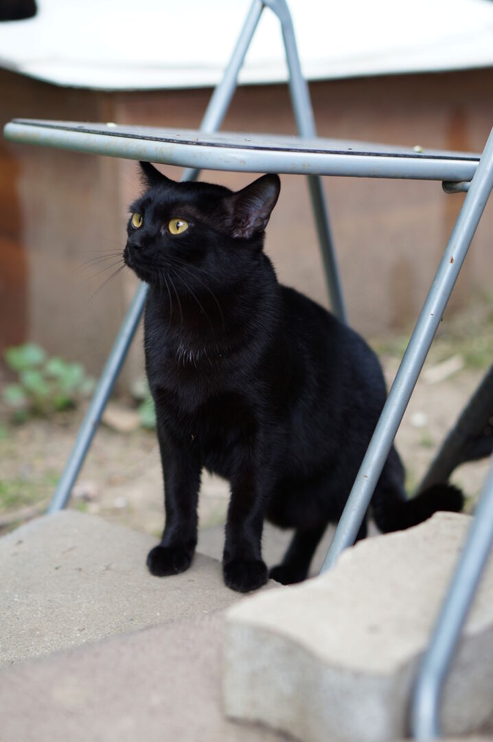 Uno dei gatti ospiti del gattile, foto n. 32