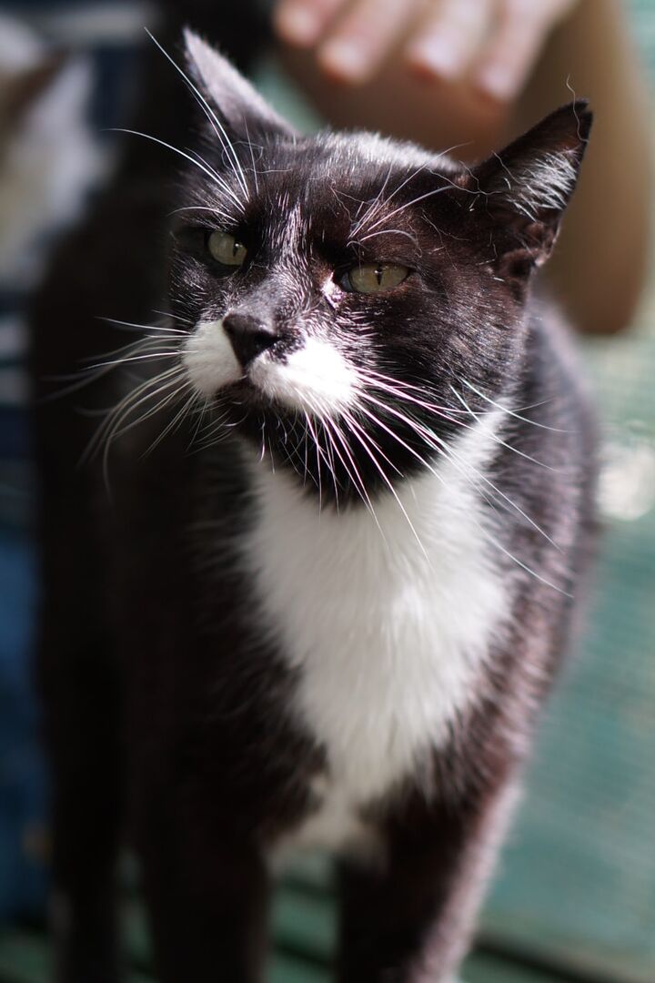Uno dei gatti ospiti del gattile, foto n. 33