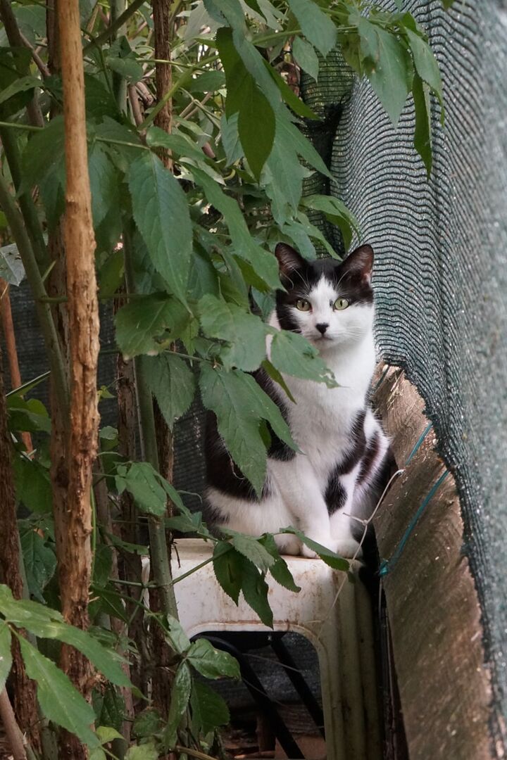 Uno dei gatti ospiti del gattile, foto n. 35