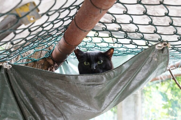 Uno dei gatti ospiti del gattile, foto n. 38