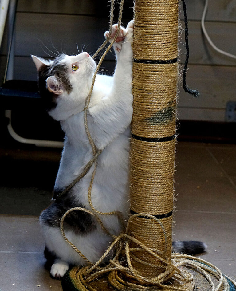 Uno dei gatti ospiti del gattile, foto n. 47