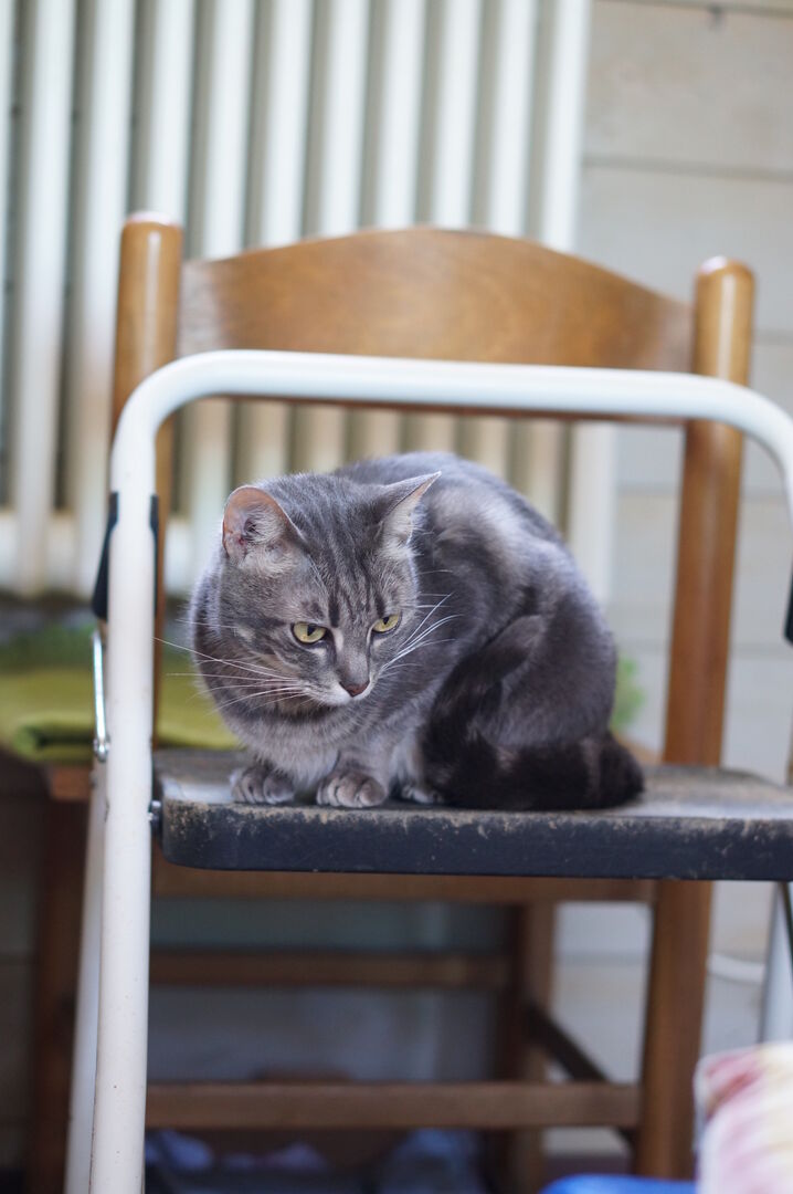 Uno dei gatti ospiti del gattile, foto n. 52