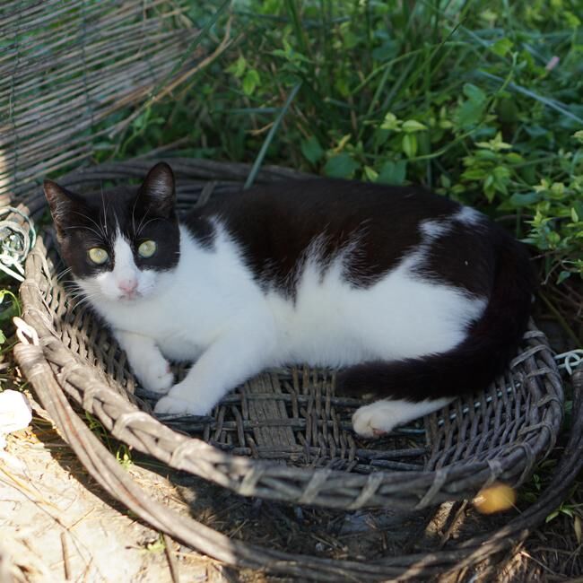 Uno dei gatti ospiti del gattile, foto n. 58