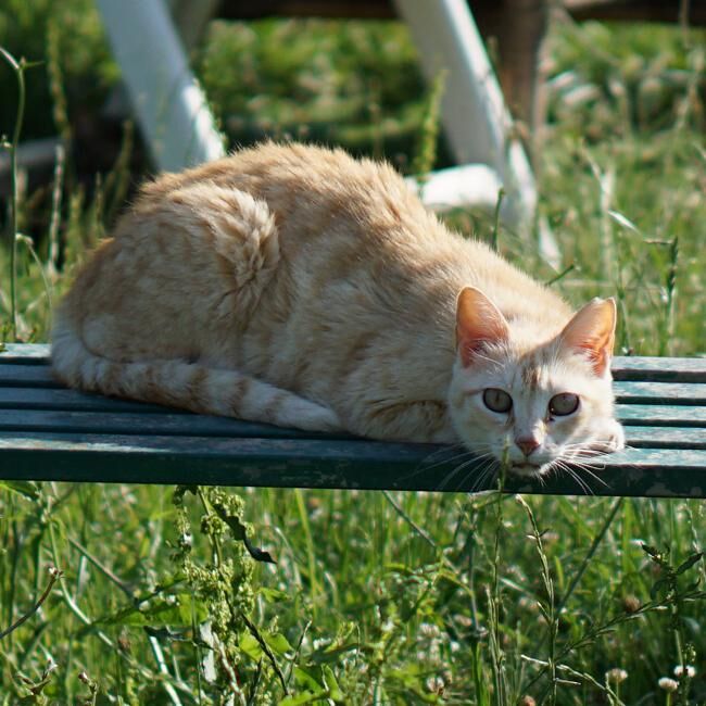 Uno dei gatti ospiti del gattile, foto n. 59