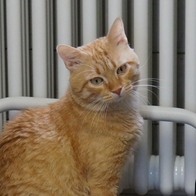 Uno dei gatti ospiti del gattile, foto n. 62