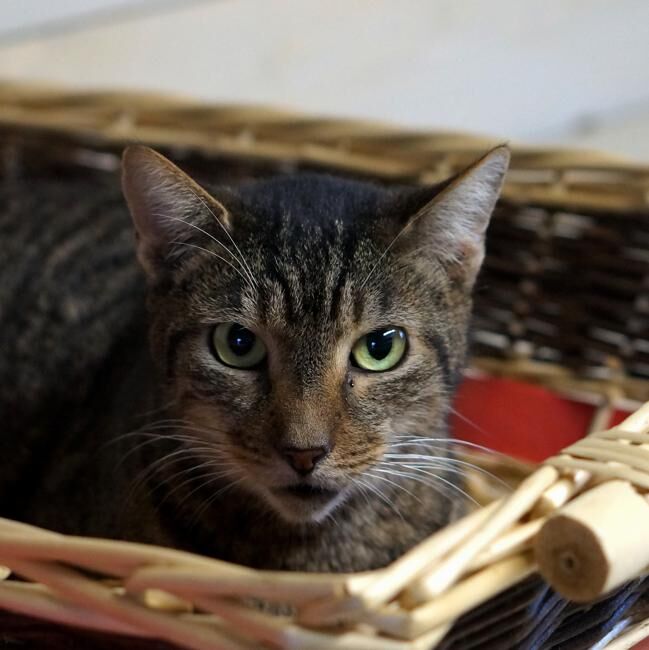 Uno dei gatti ospiti del gattile, foto n. 64