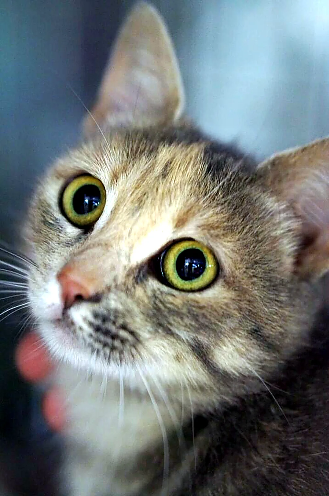 Primo piano di un gatto tigrato con gli occhi grandi e verdi