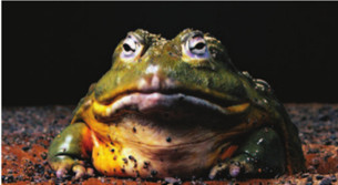 Foto dell’evento «Operazione Bufo Bufo 2019», n. 1